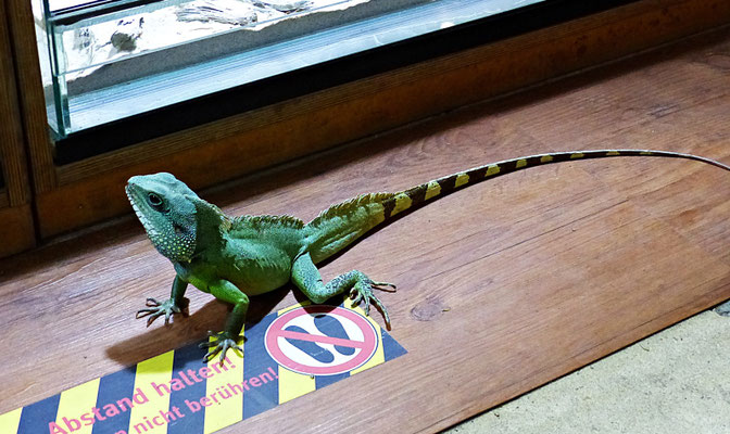Der Reptilienzoo in Füssen