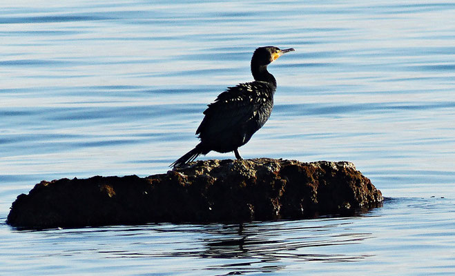 Kormoran bei Kastel Stafilic im Dezember