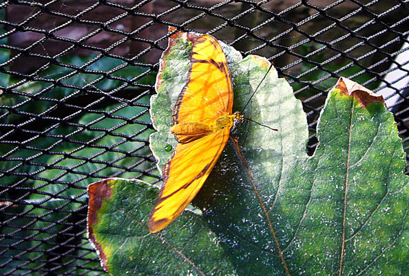 Schmetterlinge im Botanischen Garten Augsburg