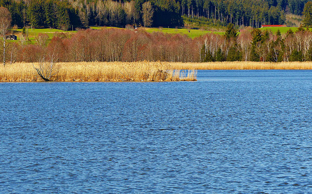 Haslacher See