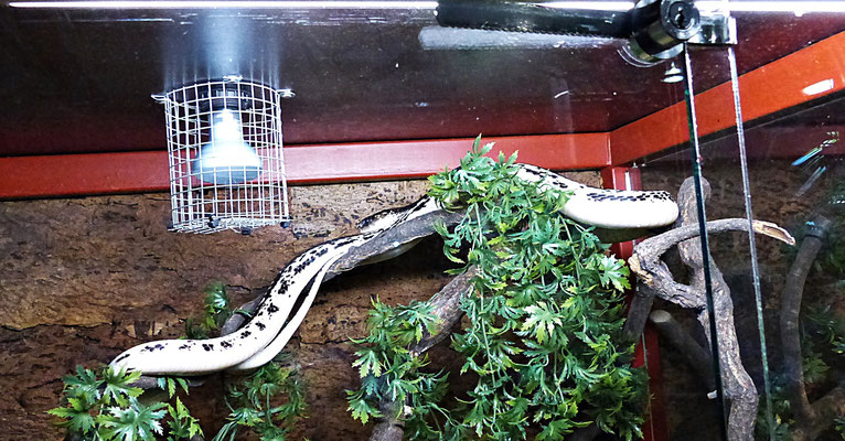Die Schlangenwelt im Reptilienzoo