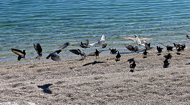 März 2019 in Kastel Stafilic