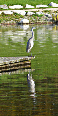 Der Rothsee
