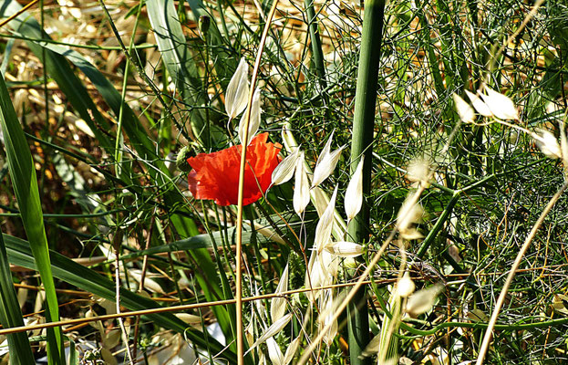 Ausflüge in Kroatien