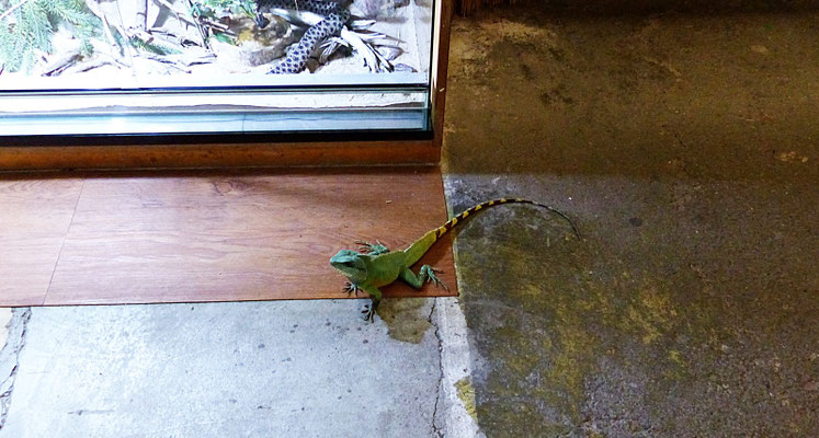 Der Reptilienzoo in Füssen