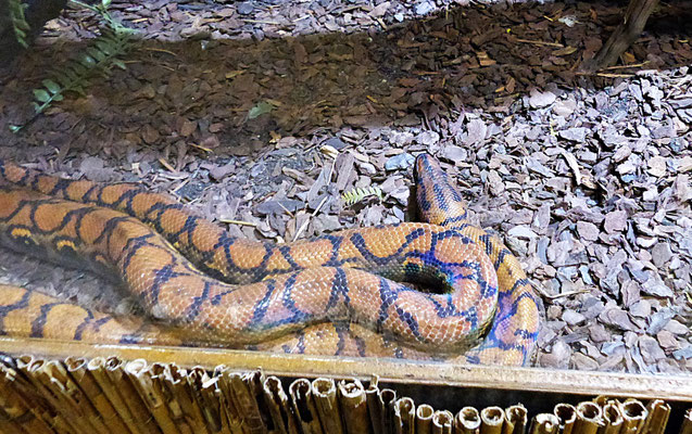 Die Schlangenwelt im Reptilienzoo