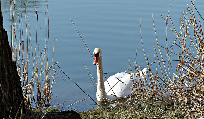 Herrliche Tierwelt ist dort zu sehen