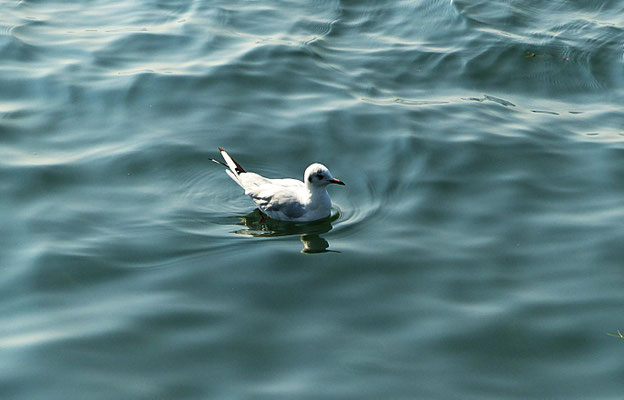 Friedrichshafen