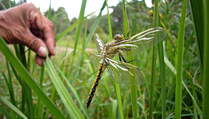 Schöne Libelle