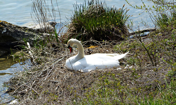 Schwan beim brüten