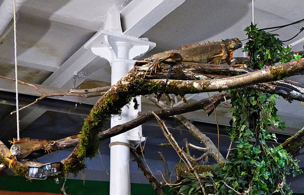 Der Reptilienzoo in Füssen