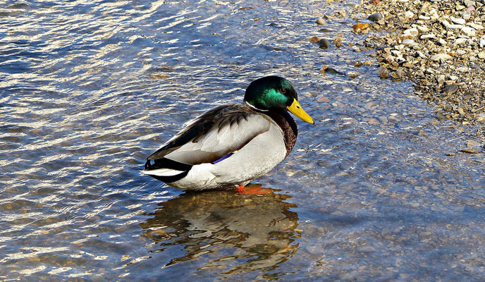 Schöne Ente an der Wörnitz
