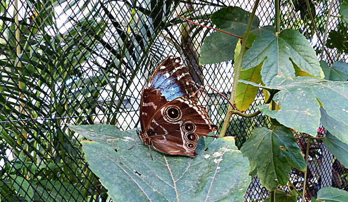 Schmetterlinge im Botanischen Garten Augsburg