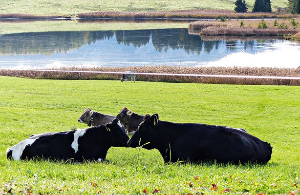 Im schönen Allgäu