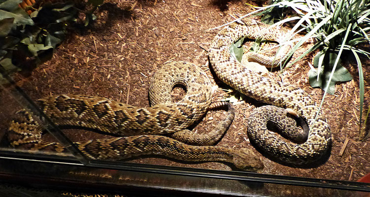 Die Schlangenwelt im Reptilienzoo