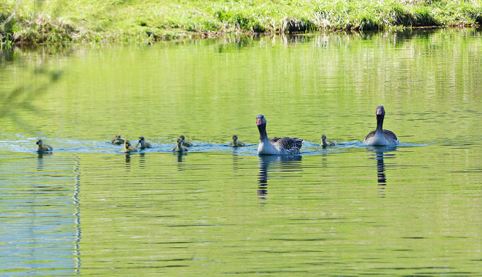 Herrliche Tierwelt