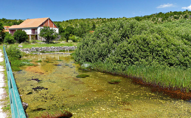 Die junge Cetina