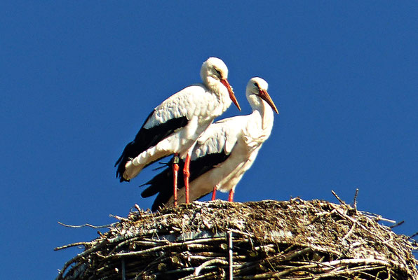 Der Storchenkran von Kirchheim
