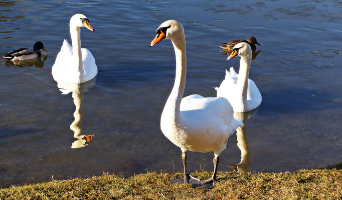 Die Tierwelt bei Scheuring