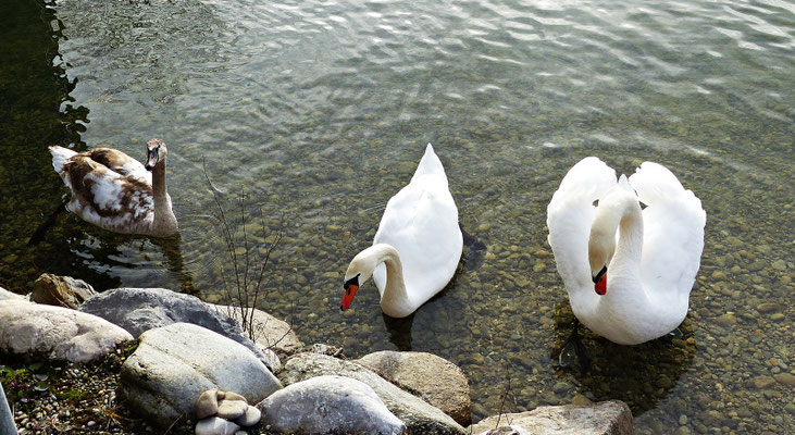 Herrliche Tierwelt ist dort zu sehen