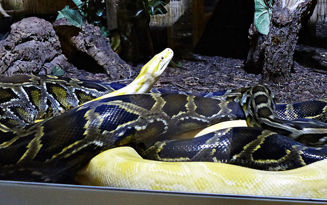 Die Schlangenwelt im Reptilienzoo