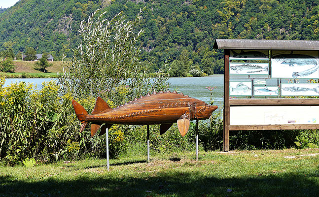 An der schönen Donau