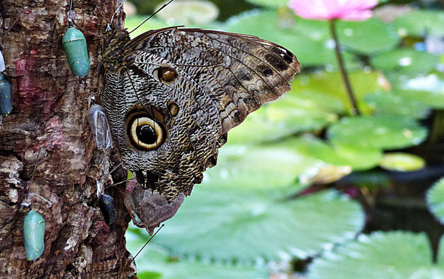Schmetterlinge im Botanischen Garten Augsburg