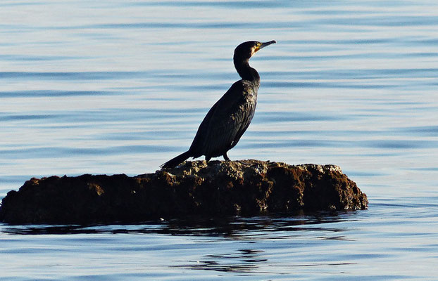 Kormoran
