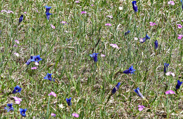 Blumenwiese mit Enzian