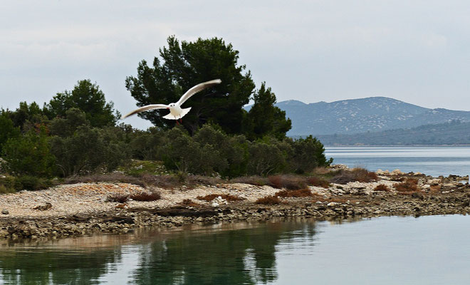 Möwe im Flug