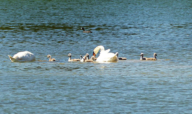 Beim Lech bei Scheuring