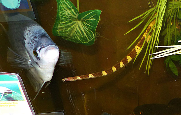 Der Reptilienzoo in Füssen