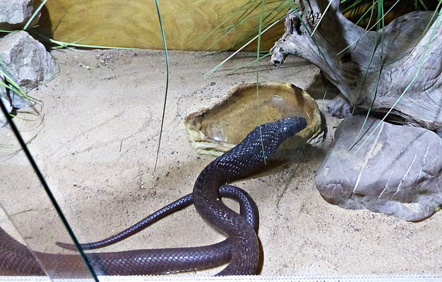 Die Schlangenwelt im Reptilienzoo