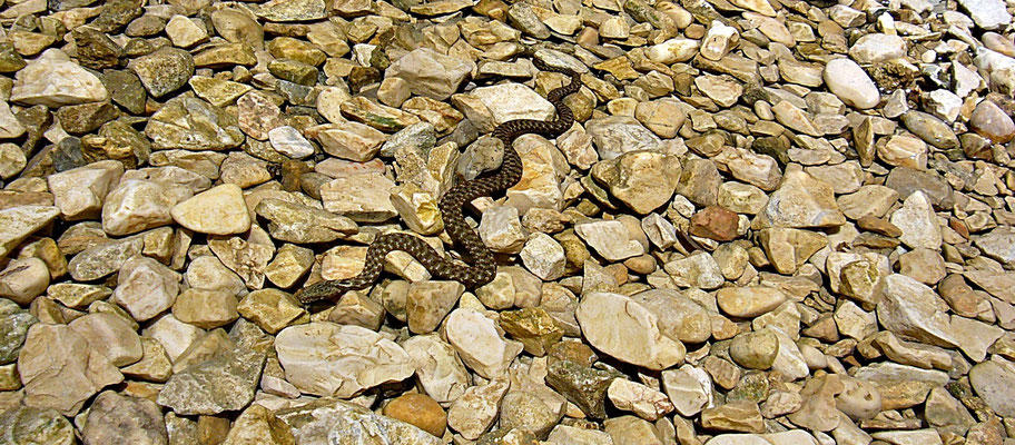 Wasserschlange in der Cetina