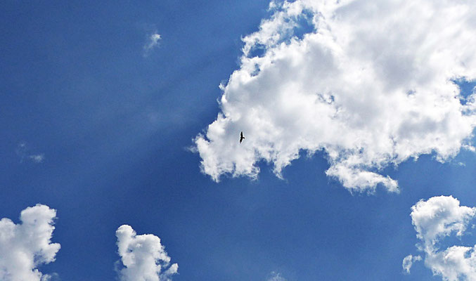 Ein Milan am Himmel