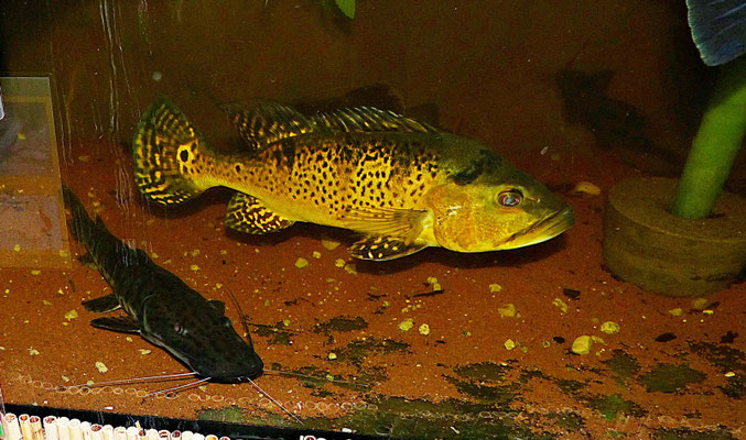 Der Reptilienzoo in Füssen