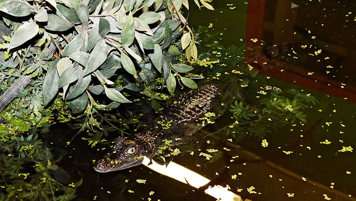 Der Reptilienzoo in Füssen