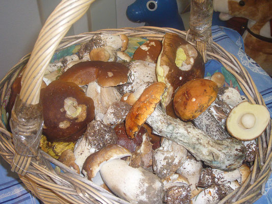 Unsere Funde