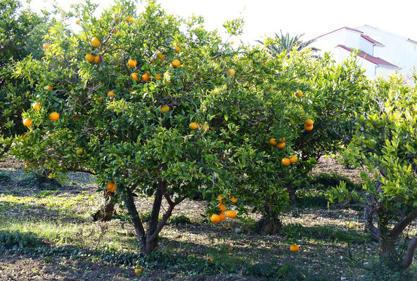 Orangenbaum im Dezember