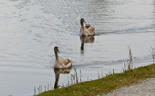 Soiener See