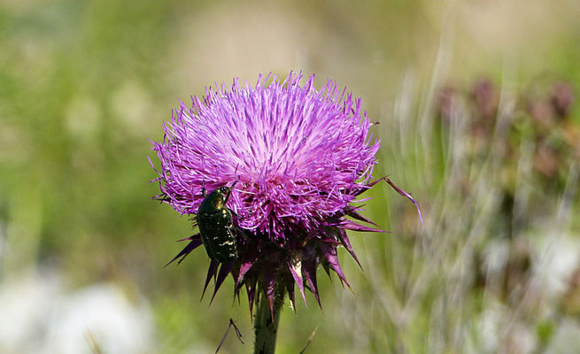 Käfer bei der Quelle der Cetina