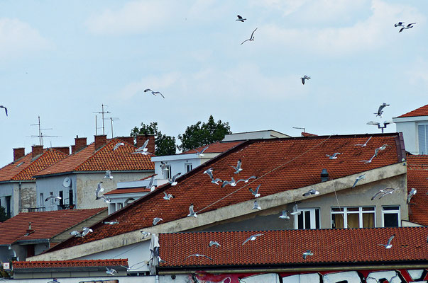 Rogoznica
