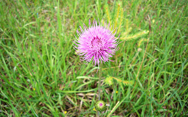 Schöne Blume