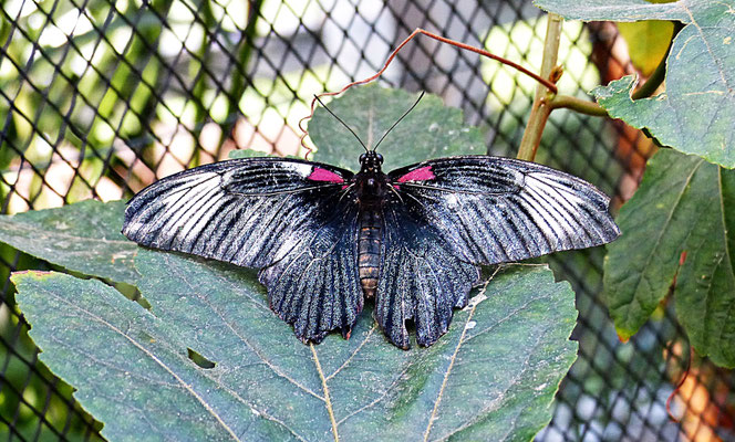 Schmetterlinge im Botanischen Garten Augsburg
