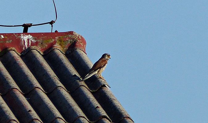 Falke
