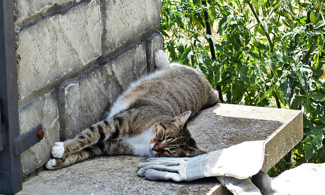Die Hauskatze