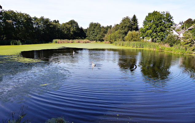 Schöner Teich in Brdo