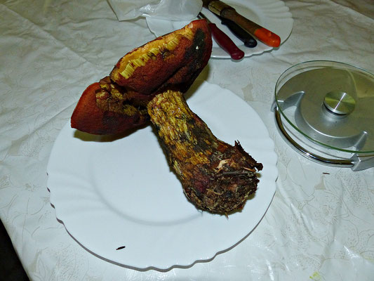 Großer Hexenröhrling
