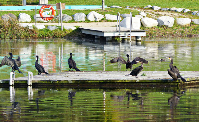 Der Rothsee
