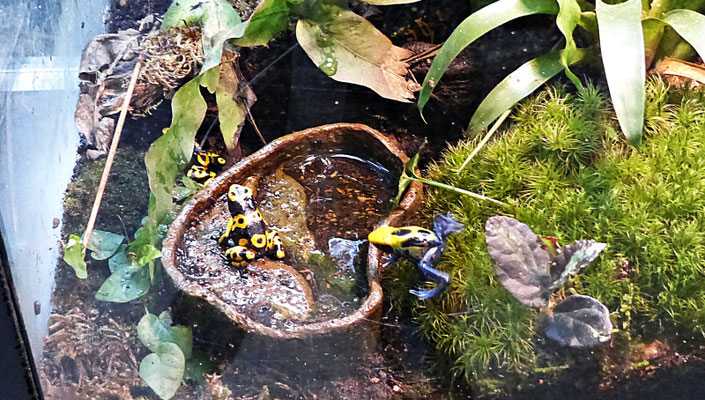 Der Reptilienzoo in Füssen